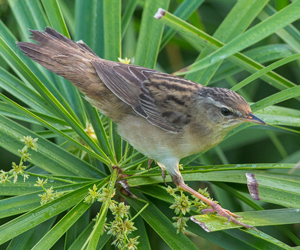 Шатансүүлт (Гүймхий шатансүүлт)